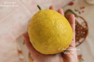 C. limonimedica Bicolor1 - 